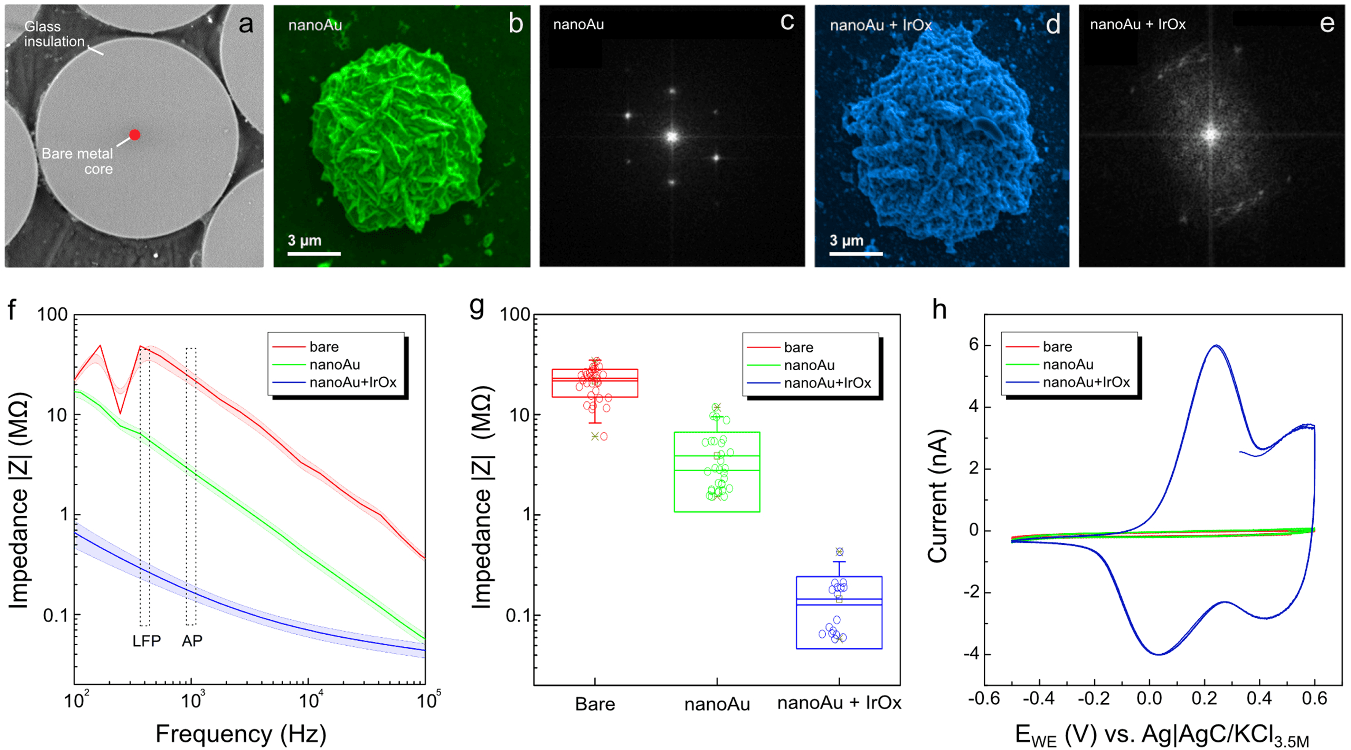 Figură compusă. (a) Micrografie electronică a capătului șlefuit al unei fibre, cu un miez metalic luminos în interiorul sticlei. (b–e) Imagini în culori false și figuri de difracție ale nanostructurii de aur și ale aurului acoperit cu oxid de iridiu. (f) Grafic al impedanței în funcție de frecvență: vârfurile acoperite se situează mult sub cele neacoperite pe tot intervalul. (g) Diagramă box plot a impedanței la 1 kHz pentru vârfuri neacoperite, cu aur și cu aur plus oxid de iridiu. (h) Curbe de voltametrie care arată un răspuns mult mai mare pentru vârful complet acoperit.