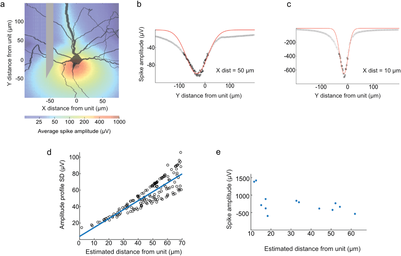 Figură compusă. (a) Hartă termică a amplitudinii simulate a spike-urilor în jurul unui neuron modelat. (b, c) Amplitudini simulate ale spike-urilor de-a lungul traiectoriei electrodului la două distanțe, cu curbe ajustate. (d) Relația dintre lățimea curbei și distanța electrodului. (e) Distanțe estimate și amplitudini maxime din înregistrări reale.