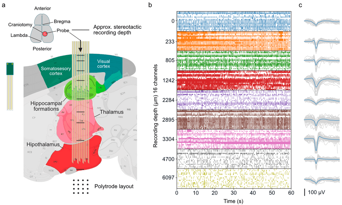 Figură compusă. (a) Schemă sagitală a unui creier de șoarece, cu traiectoria sondei de la cortex la hipotalamus și pozițiile de înregistrare marcate. (b) Șiruri de activitate spontană la fiecare adâncime. (c) Forme de undă ale spike-urilor detectate pe 16 canale la fiecare adâncime.